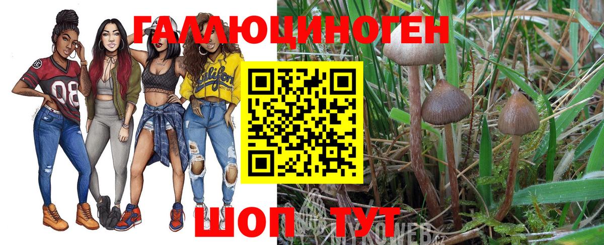Канаш  Псилоцибиновые грибы Cubensis  Вход с VPN  Псилоцибиновые грибы Psilocybe 